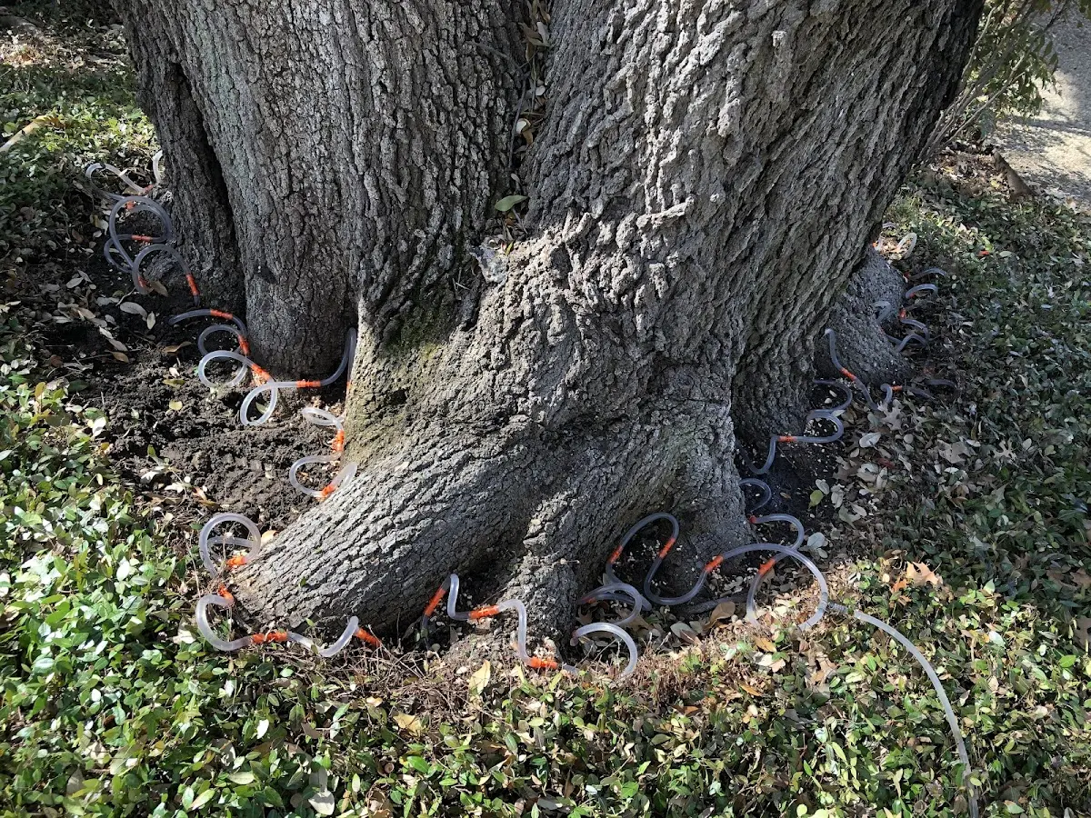 Detailed Tree Cabling and Bracing job site in Hawk Springs