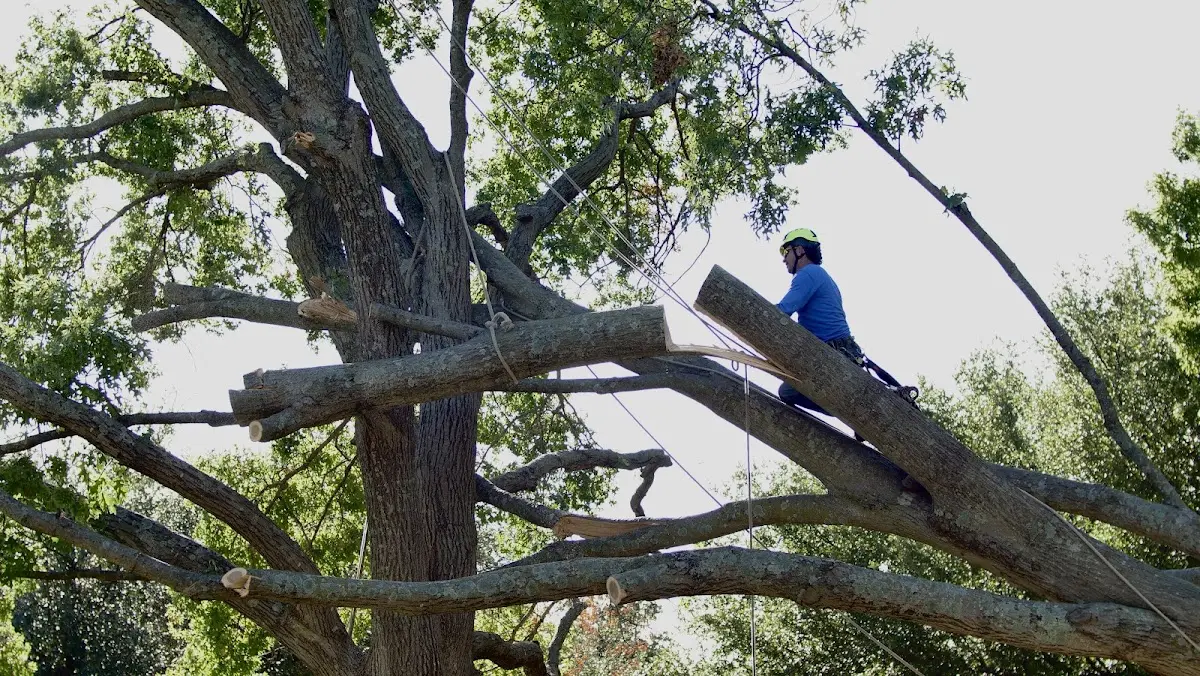 Professional Crown Thinning performed by certified arborists in Hawk Springs
