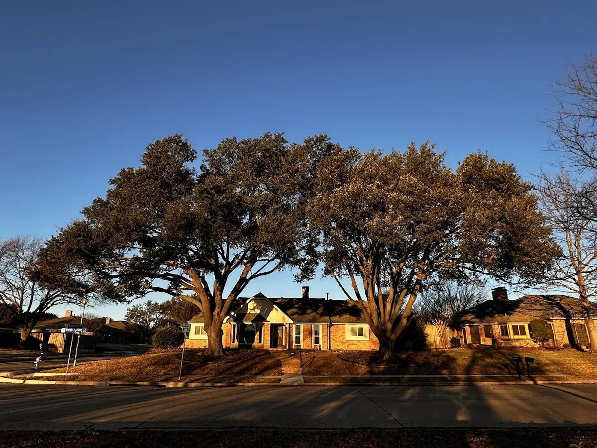 Established residential canopy tree shading a home in Hawk Springs
